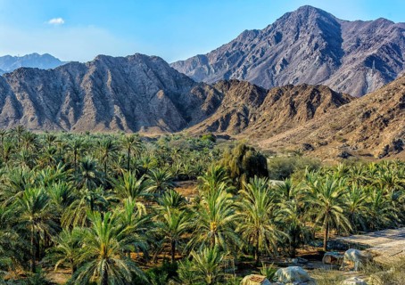 Oasis with palm trees in the Hajar Mountains