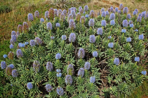Pride of Madeira (Echium candicans)