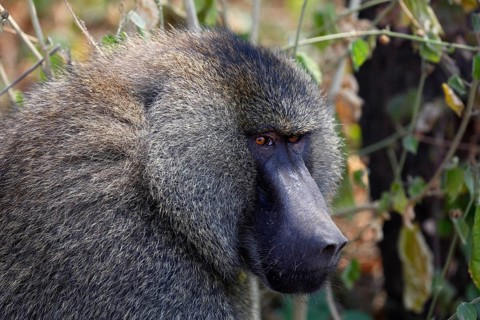 Anubis or olive baboon (Papio anubis)