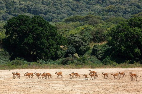 Impala (Aepyceros melampus)