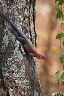 Mwanza flat-headed rock agama (Agama mwanzae) climbing on tree trunk