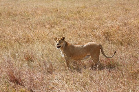 Pregnant lioness wandering in savannah