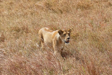 Pregnant lioness wandering in savannah