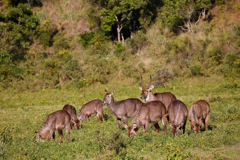 Waterbuck (Kobus ellipsiprymnus)