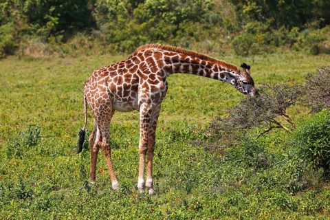 Maasai giraffe (Giraffa camelopardalis) feeding