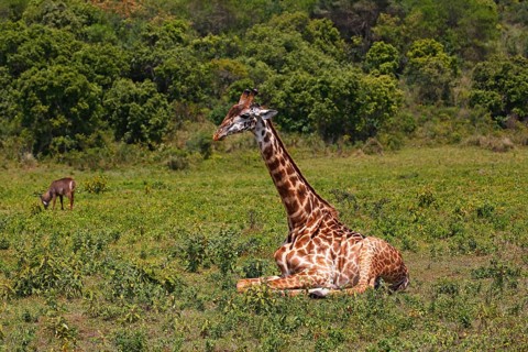 Maasai giraffe (Giraffa camelopardalis) sitting on ground