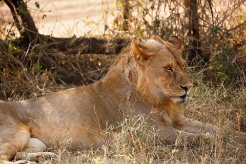 African lion (Panthera leo)