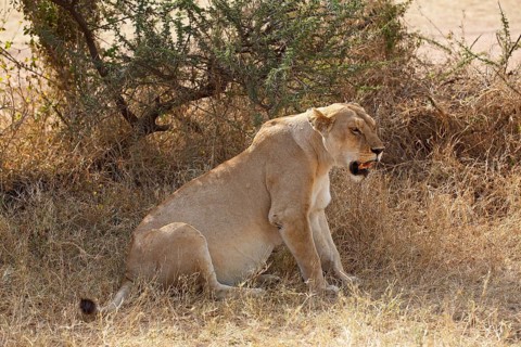 Lioness