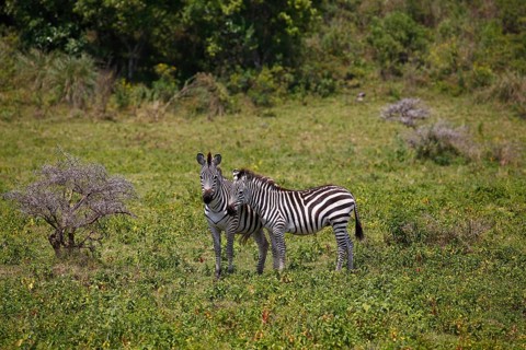 Two zebras (Equus quagga) among the bush