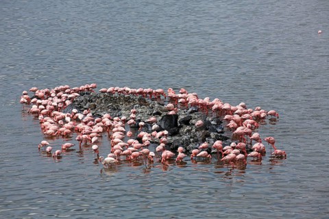 Lesser flamingos (Phoeniconaias minor) and flamingos (Phoenicopterus roseus)