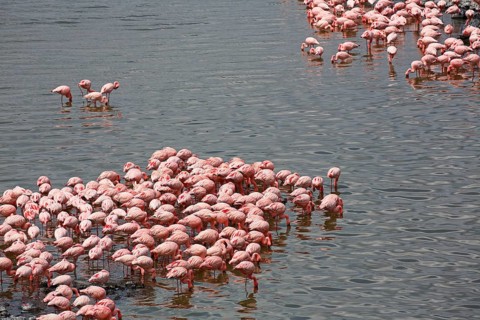 Lesser flamingos (Phoeniconaias minor)