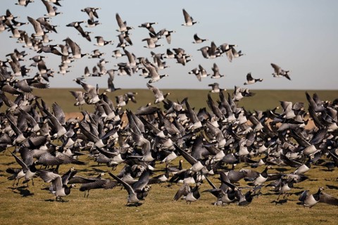 Barnacle geese (Branta leucopsis)