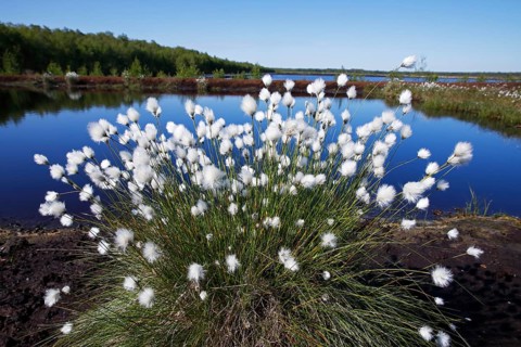 Flowering hare's-tail cottongrass (Eriophorum vaginatum)