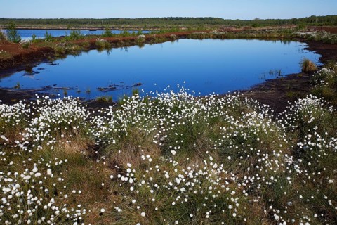 Flowering hare's-tail cottongrass (Eriophorum vaginatum)