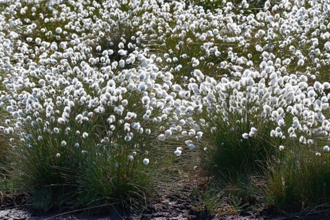 Flowering hare's-tail cottongrass (Eriophorum vaginatum)