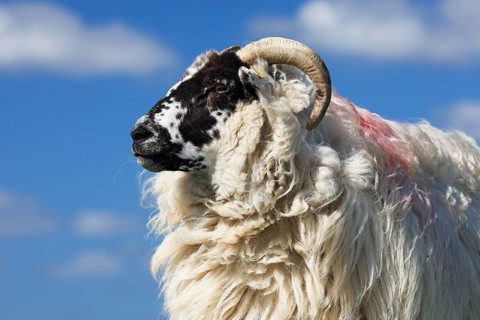 Domestic long-haired ram (Ovis gmelini aries) against blue cloudy sky