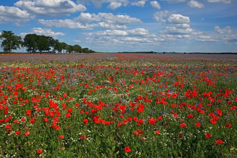Corn poppy (Papaver rhoeas)