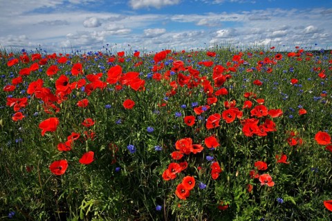 Meadow with Corn poppies (Papaver rhoeas) and Cornflowers (Centaurea cyanus)