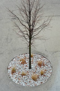 Kahler Baum in the gravel bed