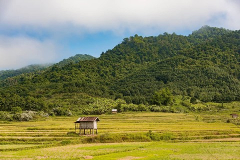 Rice paddies after harvest