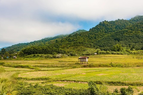 Rice paddies after harvest