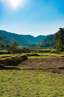Harvested rice paddies