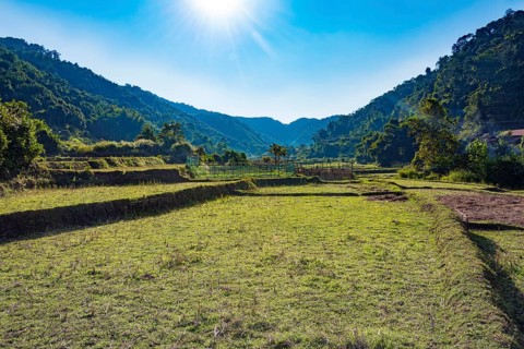 Harvested rice paddies