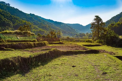 Harvested rice paddies