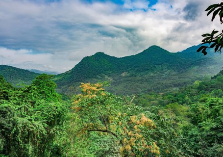 Rainforest landscape