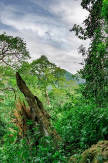 Dense vegetation in rainforest