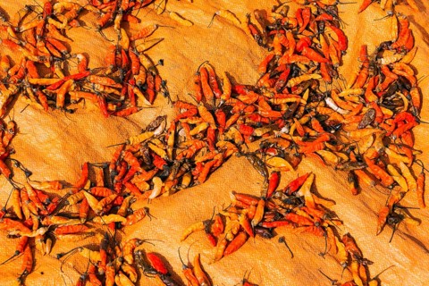 Chillies drying in sun