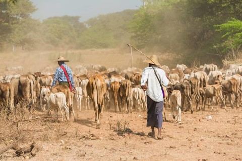 Cattle drovers
