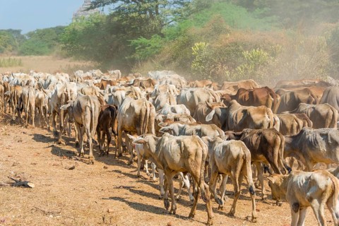 Cow herd