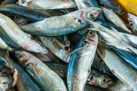 Freshly caught fish