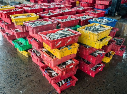 Freshly caught fish is in boxes