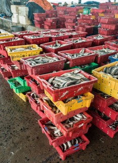 Freshly caught fish is in boxes