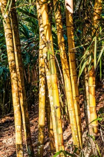 Bamboo growing in spice garden