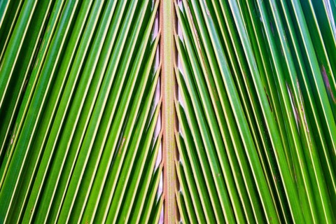 Palm frond