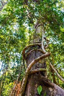 Tree with aerial roots and vines in jungle