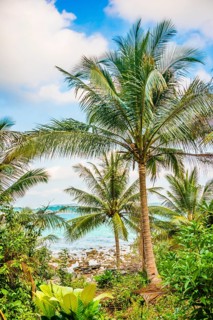 Coconut palms along the shoreline of Long Beach