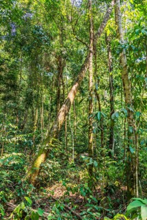 Jungle