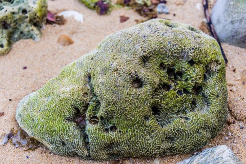 Coral skeleton