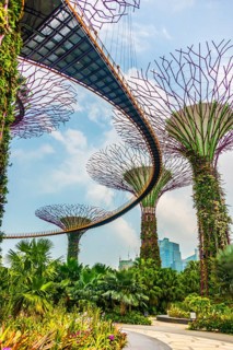 Supertree Grove with skyway in the Gardens by the Bay futuristic municipal park