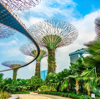 Supertree Grove with skyway in the Gardens by the Bay futuristic municipal park
