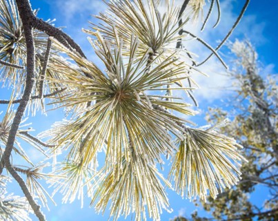 Needles of a Douglas fir (Pseudotsuga menziesii) covered with hoarfrost in winter