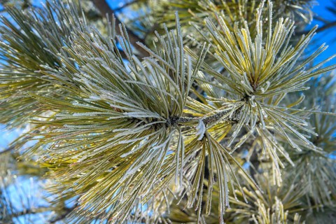 Needles of a Douglas fir (Pseudotsuga menziesii) covered with hoarfrost in winter