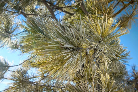Needles of a Douglas fir (Pseudotsuga menziesii) covered with hoarfrost in winter