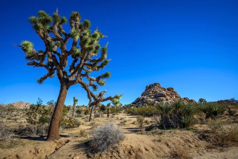 Joshua Trees (Yucca brevifolia)