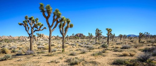 Joshua Trees (Yucca brevifolia)