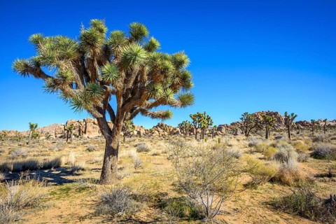 Joshua Tree (Yucca brevifolia)